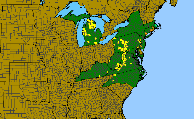 The range of Prunus alleghaniensis